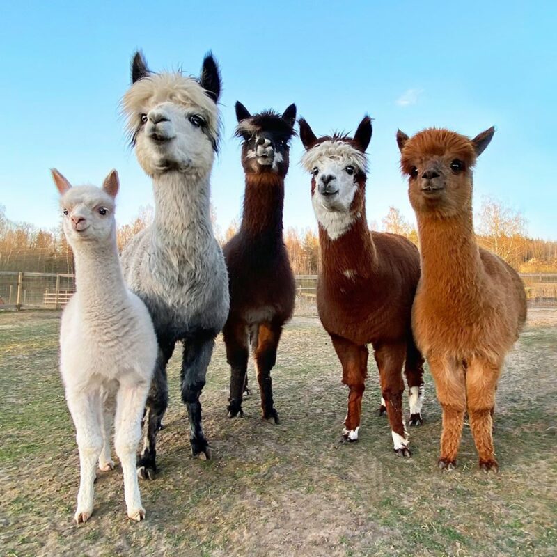 Jurita mini zoo